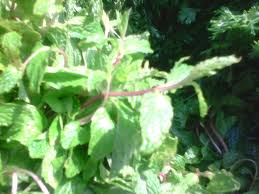 Medicinal Plants Manufacturer Supplier Wholesale Exporter Importer Buyer Trader Retailer in Indore Madhya Pradesh India